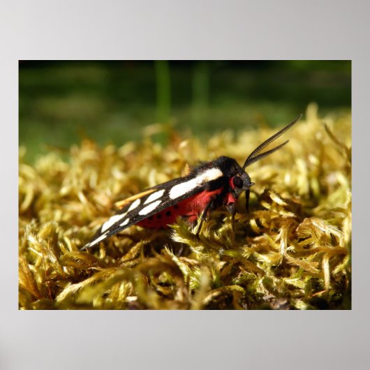 Tiger-Moth-Plakat Poster (Vorne)