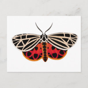 Tiger Moth Postcard Postkarte