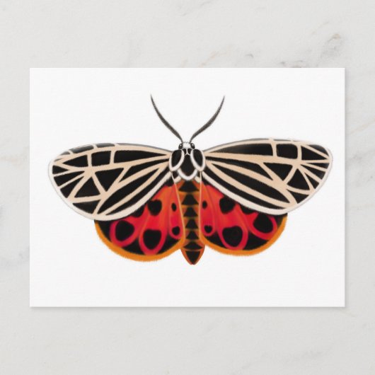 Tiger Moth Postcard Postkarte (Vorderseite)