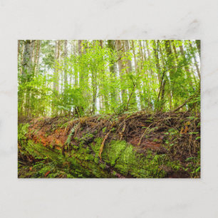 Tiger Mountain   Issaquah, Staat Washington Postkarte