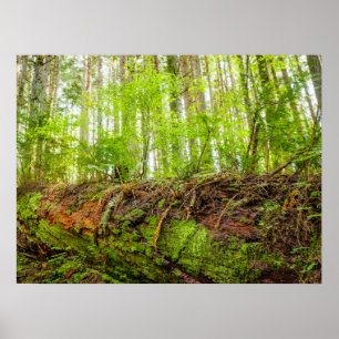 Tiger Mountain Issaquah, Washington State Poster