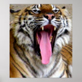 Tiger Mouth_ Poster (Vorne)