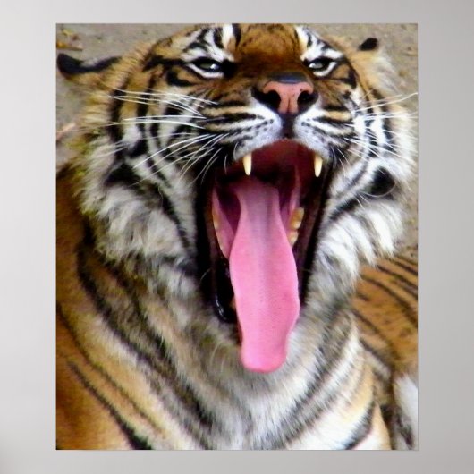 Tiger Mouth_ Poster (Vorne)