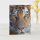 Tiger Nah auf Karte (Gelbe Blume)