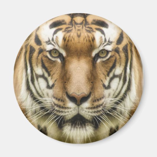 Tiger-Nah-Up-Magnet Magnet (Vorne)
