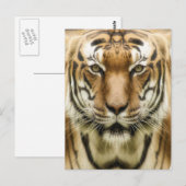 Tiger-Nah-up-Postkarte Postkarte (Vorne/Hinten)