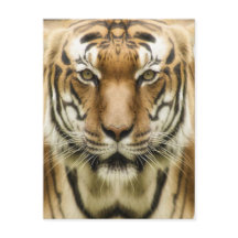 Tiger-Nah-up-Postkarte