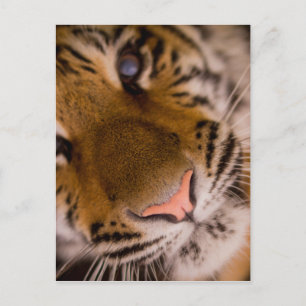 Tiger Nah-Up-View-Postkarte Postkarte