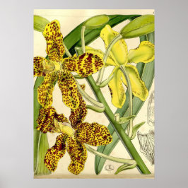 Tiger Orchid Einzigartiges Poster Dekor