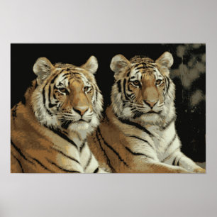 Tiger paart Plakat