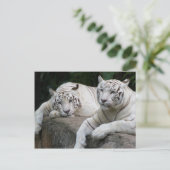 Tiger Pair Postkarte (Stehend Vorderseite)