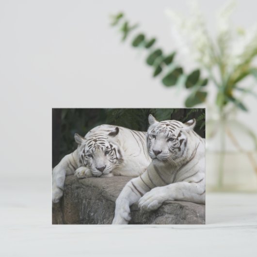 Tiger Pair Postkarte (Stehend Vorderseite)