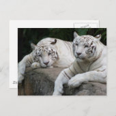 Tiger Pair Postkarte (Vorne/Hinten)