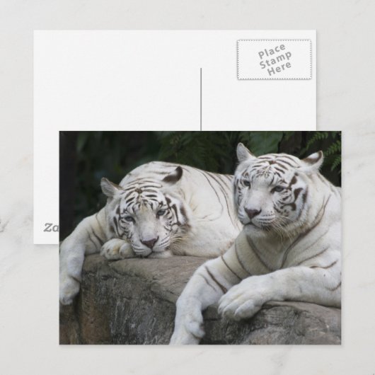Tiger Pair Postkarte (Vorne/Hinten)