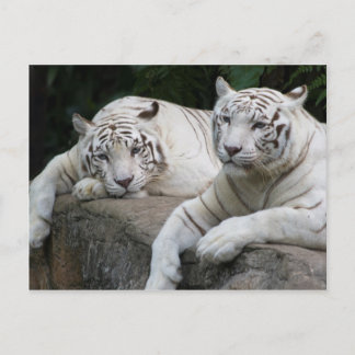 Tiger Pair Postkarte