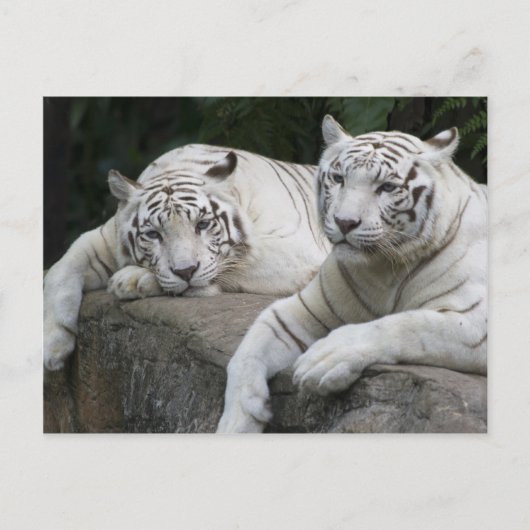 Tiger Pair Postkarte (Vorderseite)