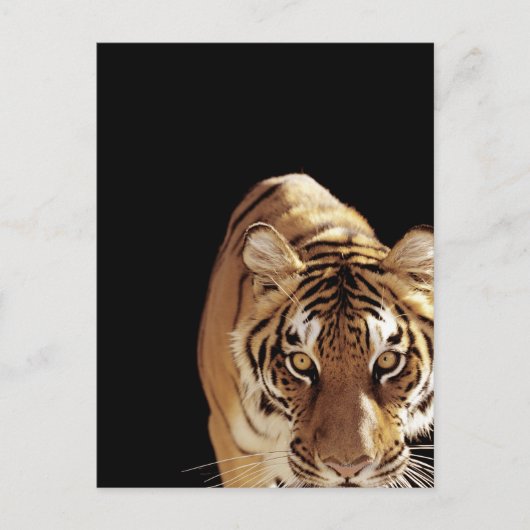 Tiger (Panther tigris) Postkarte (Vorderseite)