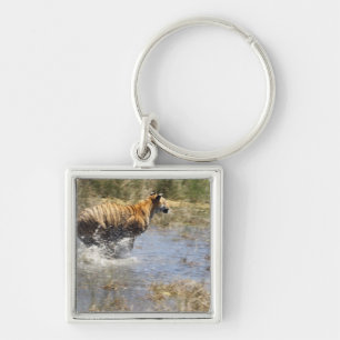 Tiger (Panthera der Tigris) laufend durch Wasser Schlüsselanhänger