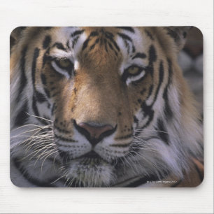 Tiger (Panthera der Tigris), Nahaufnahme des Mousepad