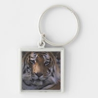 Tiger (Panthera der Tigris), Nahaufnahme des