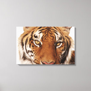 Tiger (Panthera der Tigris), Nahaufnahme Leinwanddruck