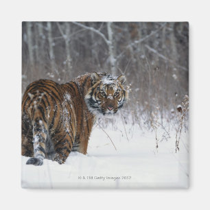 Tiger (Panthera der Tigris) stehend im tiefen Magnet