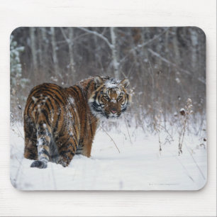Tiger (Panthera der Tigris) stehend im tiefen Mousepad