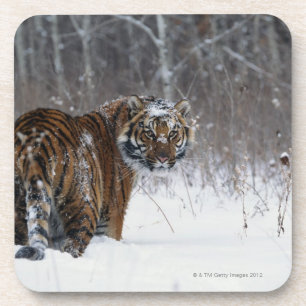 Tiger (Panthera der Tigris) stehend im tiefen Untersetzer