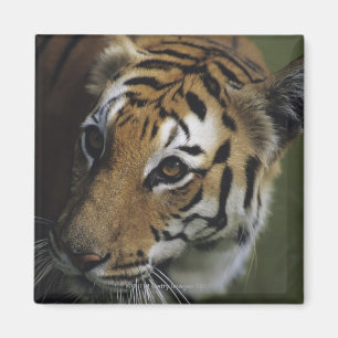 Tiger (Panthera der Tigris) stehend, Nahaufnahme Magnet