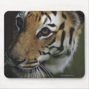 Tiger (Panthera der Tigris) stehend, Nahaufnahme Mousepad