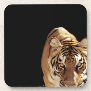 Tiger (Panthera der Tigris) Untersetzer
