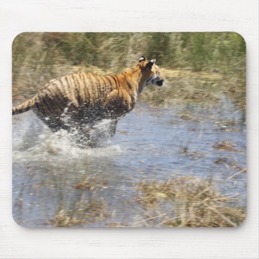 Tiger (Panthera tigris), der durch Wasser läuft. Mousepad (Vorne)