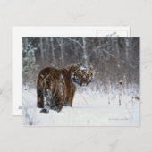 Tiger (Panthera tigris) stehend im Tiefschnee Postkarte (Vorne/Hinten)