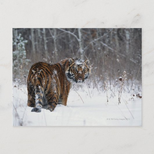 Tiger (Panthera tigris) stehend im Tiefschnee Postkarte (Vorderseite)