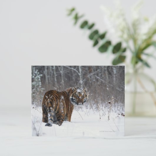 Tiger (Panthera tigris) stehend im Tiefschnee Postkarte (Stehend Vorderseite)