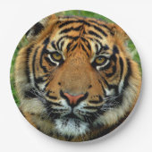 Tiger-PapierTeller Pappteller (Vorderseite)