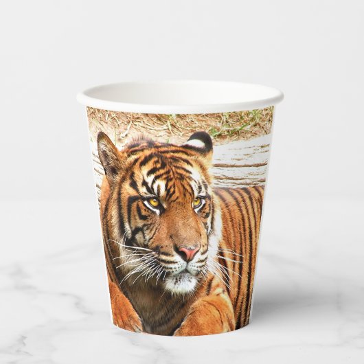 Tiger Pappbecher (Vorderseite)