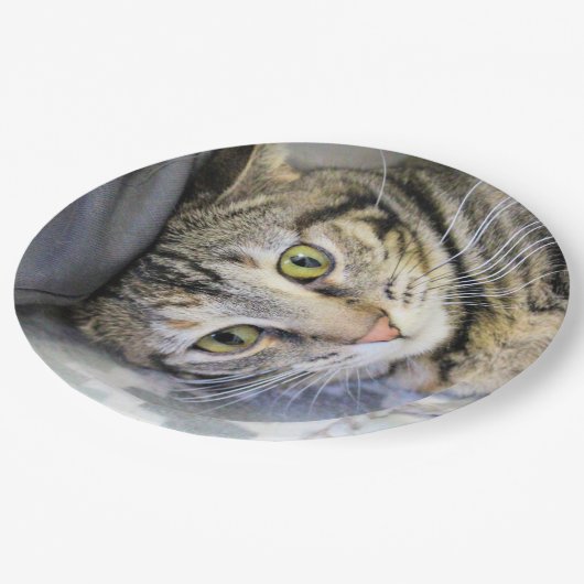 Tiger Pappteller (Schrägansicht)