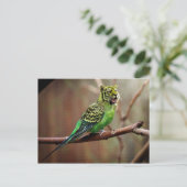 Tiger Parakeet Postkarte (Stehend Vorderseite)