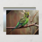 Tiger Parakeet Postkarte (Vorne/Hinten)