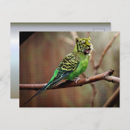 Tiger Parakeet Postkarte (Vorne/Hinten)