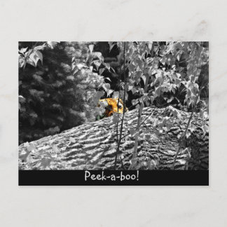 Tiger Peek-a-boo Postkarte