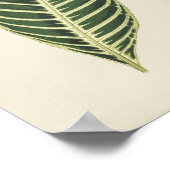 Tiger-Pflanze (Sanchezia Nobilis) in Gravur Poster (Ecke)