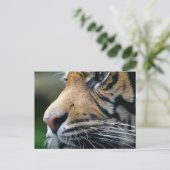 Tiger Picture Postcard Postkarte (Stehend Vorderseite)
