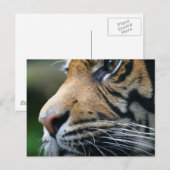 Tiger Picture Postcard Postkarte (Vorne/Hinten)