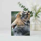 Tiger Picture Postcard Postkarte (Stehend Vorderseite)