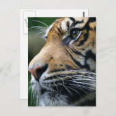 Tiger Picture Postcard Postkarte (Vorne/Hinten)