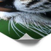 Tiger Picture Poster (Ecke)