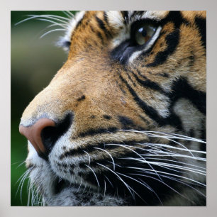 Tiger Picture Poster