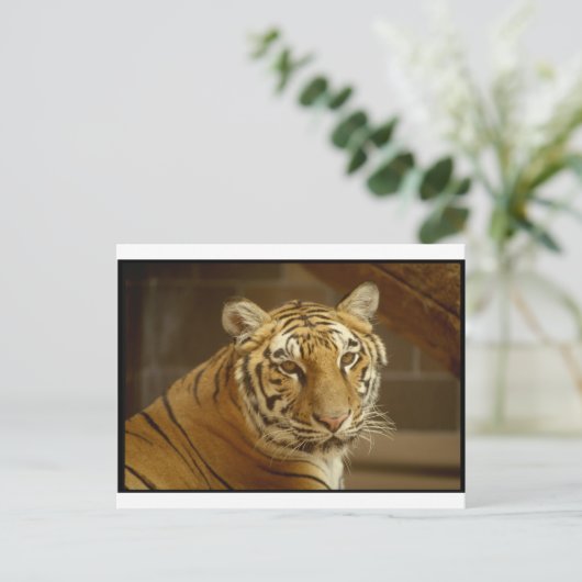 Tiger Picture Postkarte (Stehend Vorderseite)